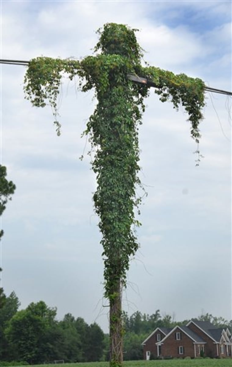 A patch of kudzu grows on a utility pole, in Kinston, N.C., on June 28. People in the area see a likeness to Jesus Christ on the cross. Kent Hardison runs Ma's Hot Dog stand nearby. He says he was getting ready to spray it with herbicide until he noticed the resemblance. 